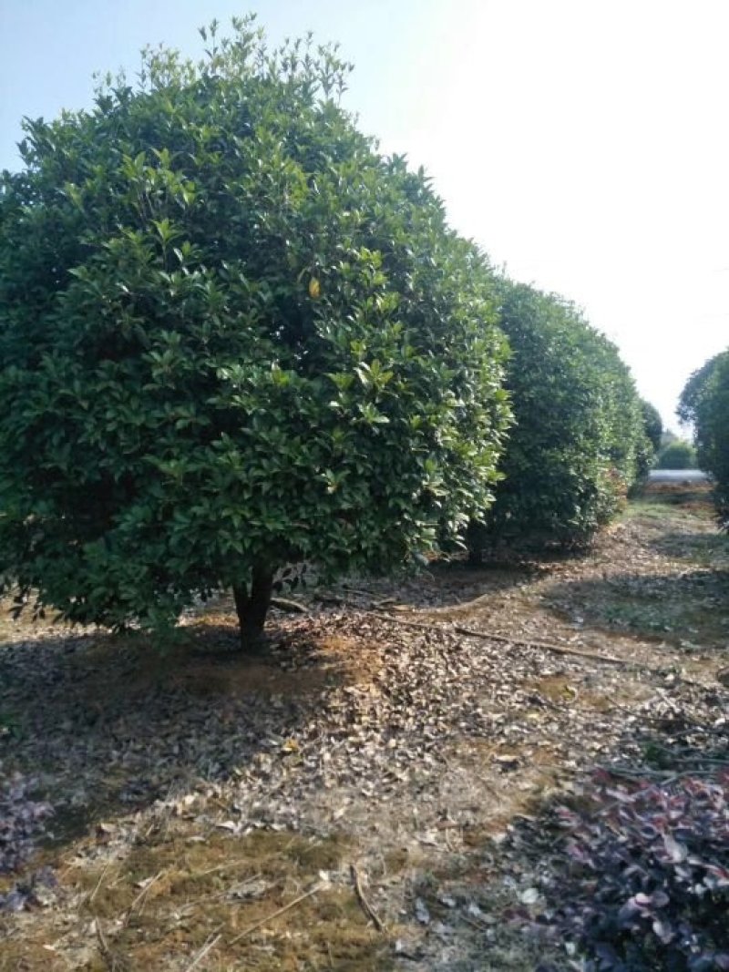 咸宁百桂园基地大量出售，15公分桂花树，品质好，价格低。