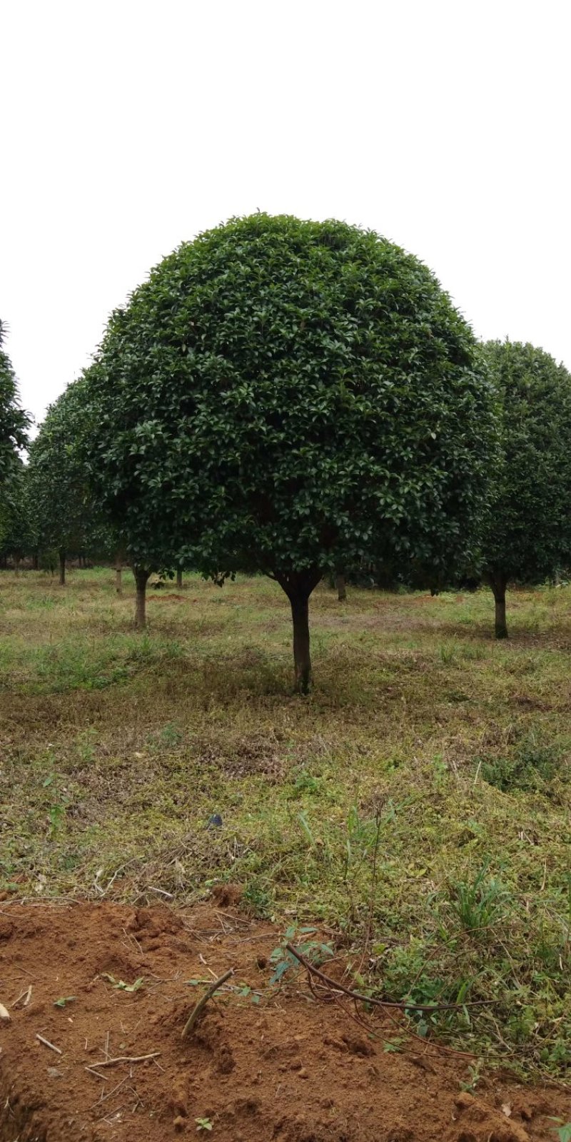 咸宁百桂园基地大量出售，15公分桂花树，品质好，价格低。