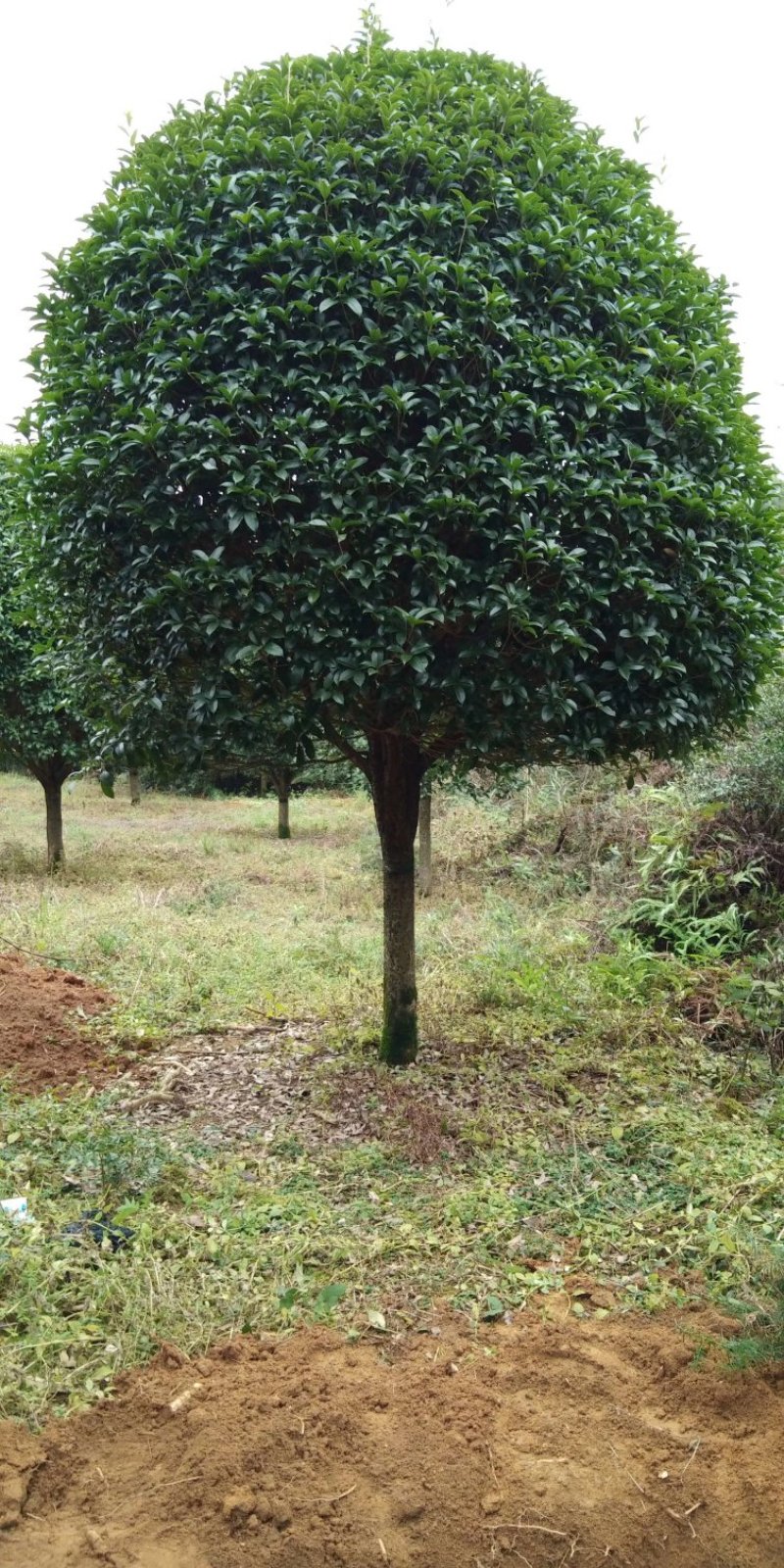 咸宁百桂园基地大量出售，15公分桂花树，品质好，价格低。