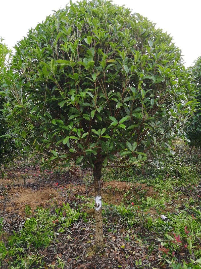 咸宁百桂园基地大量出售，15公分桂花树，品质好，价格低。