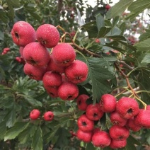 供应大金星山楂苗大五菱山楂树苗