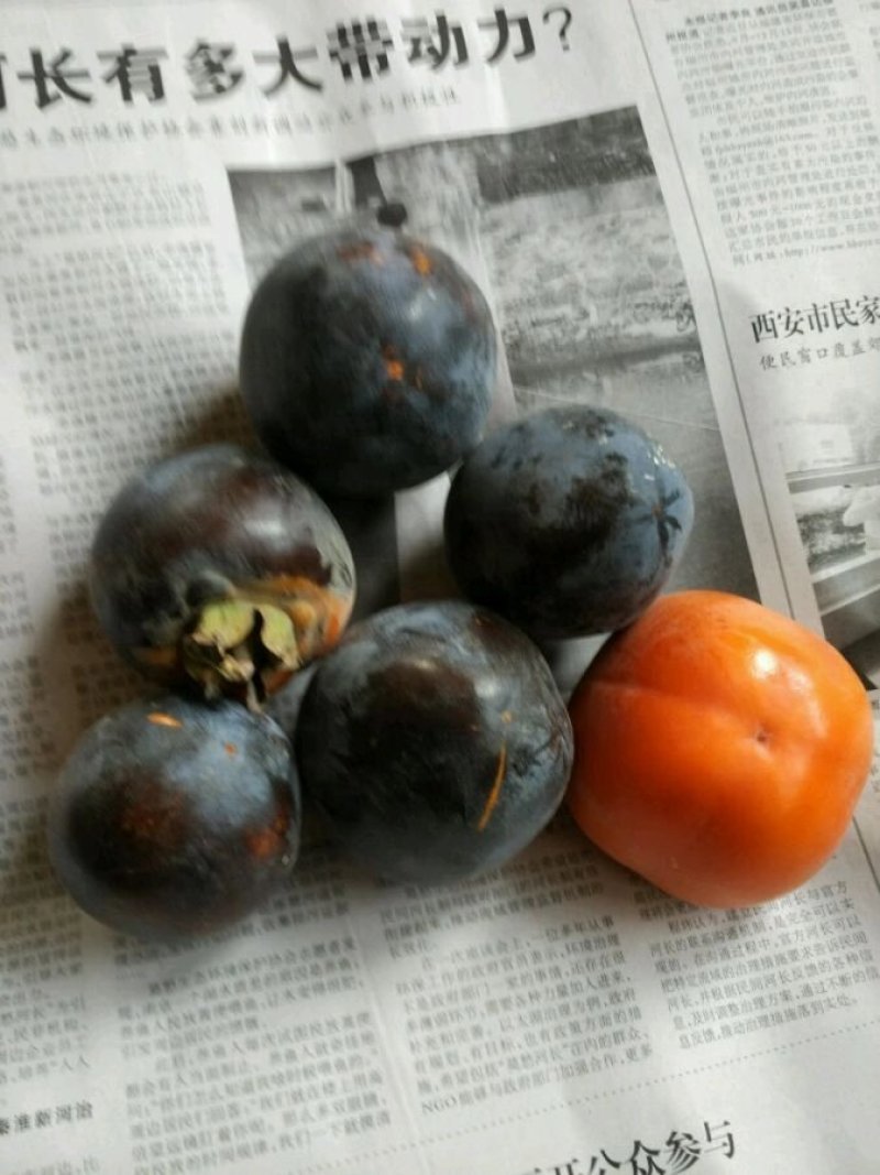 批发黑柿子树苗富有次郎甜柿苗磨盘合柿子树
