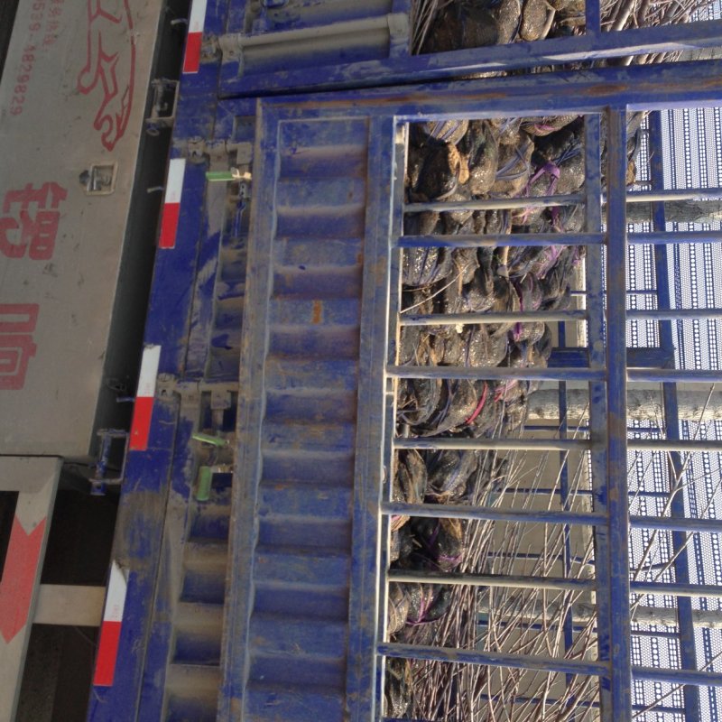 批发美早樱桃苗吉塞拉大樱桃树苗俄8新品种口感佳
