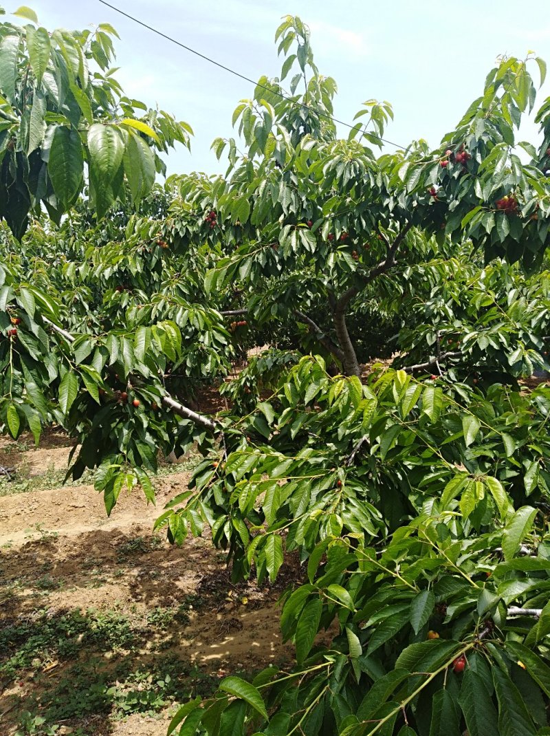 批发美早樱桃苗吉塞拉大樱桃树苗俄8新品种口感佳