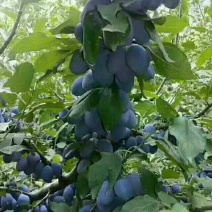 供应西梅李子树苗风味皇后斯坦勒嫁均有货保证品种纯度