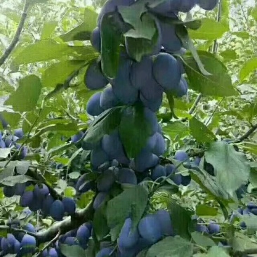 供应西梅李子树苗风味皇后斯坦勒嫁均有货保证品种纯度
