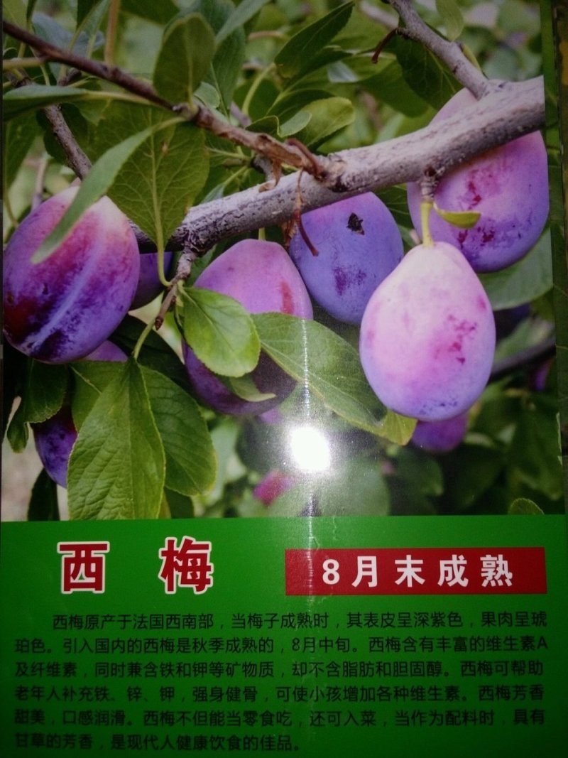 供应西梅李子树苗风味皇后斯坦勒嫁均有货保证品种纯度