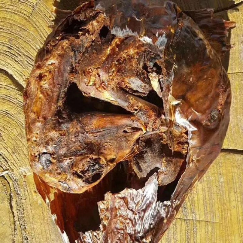 自营鹿场干鹿胎鹿胎盘熬鹿胎膏滋补膏原料整个打粉包邮