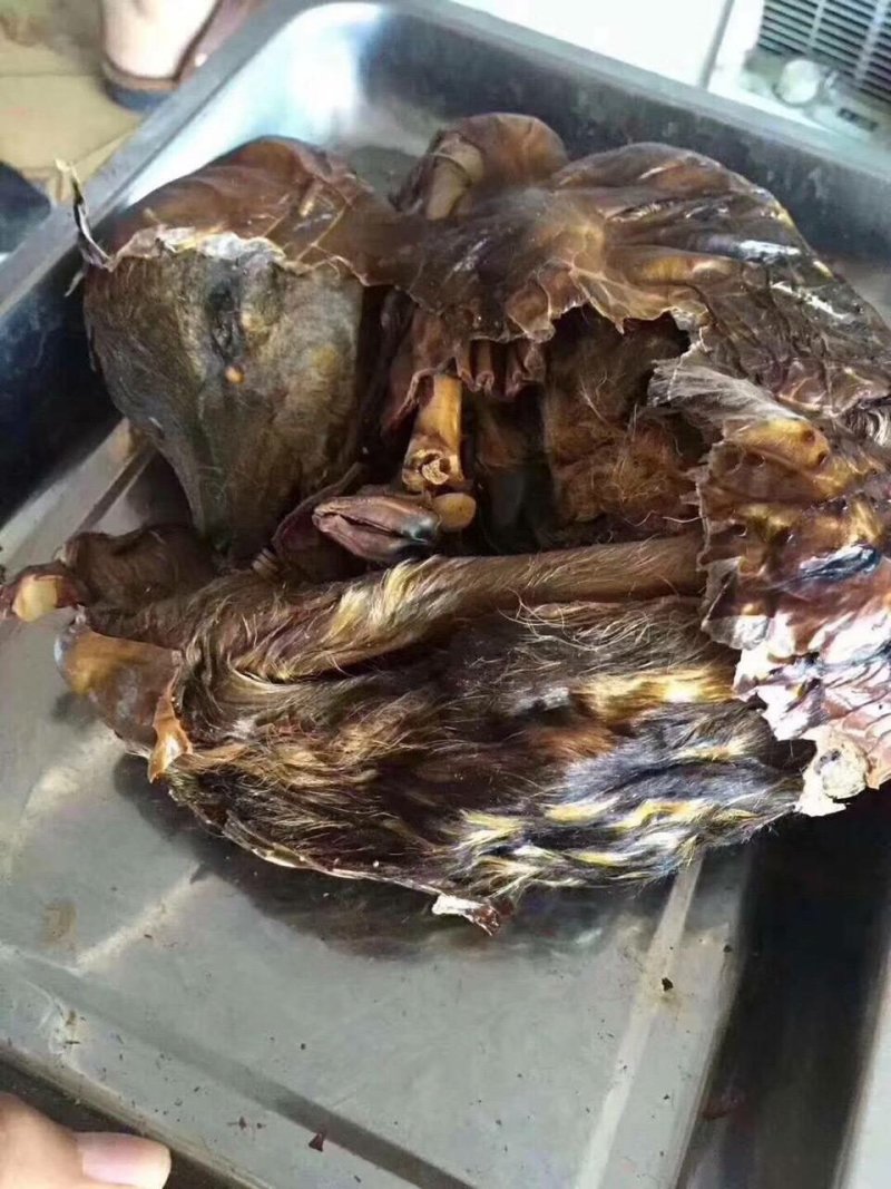 自营鹿场干鹿胎鹿胎盘熬鹿胎膏滋补膏原料整个打粉包邮