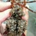 大量出售。虾苗。