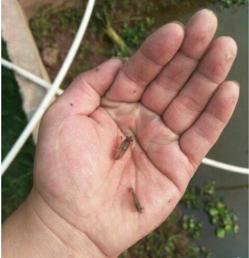 大量出售。虾苗。