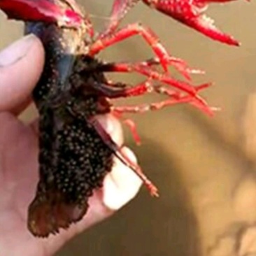 大量出售。虾苗。
