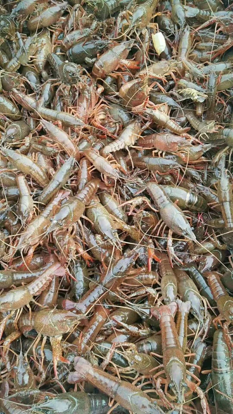 大量出售。虾苗。