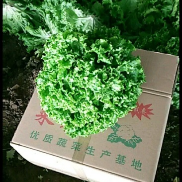 散叶生菜