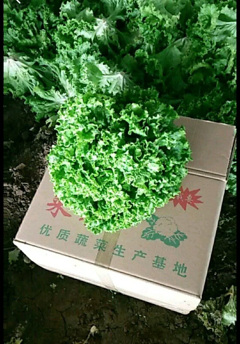 散叶生菜