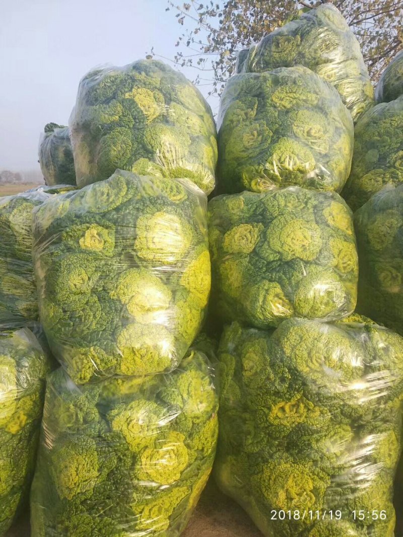 自家种植优质黄心菜，质量保证量大从优