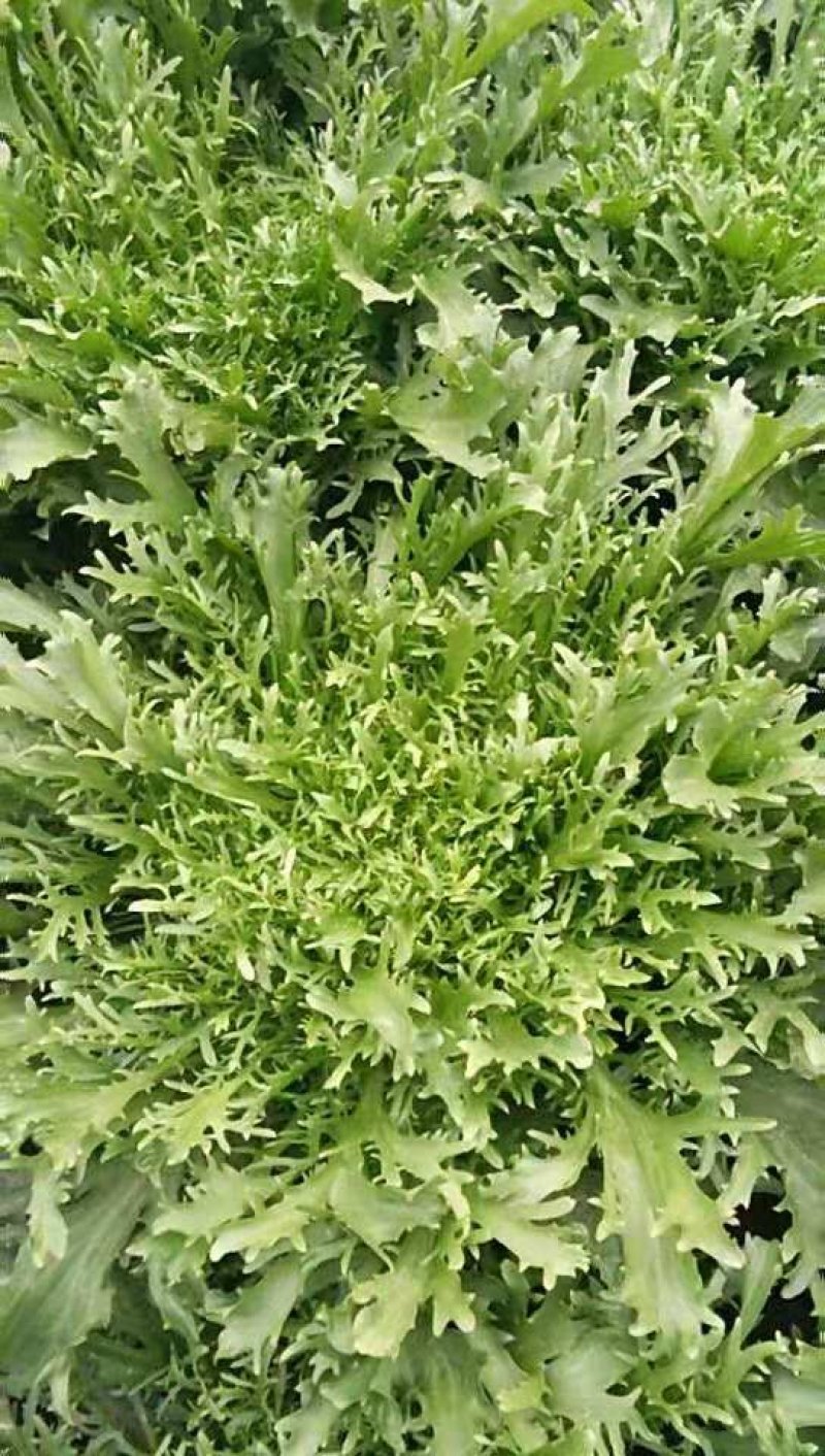 细叶苦菊