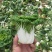 自家种植优质黄心菜，质量保证量大从优
