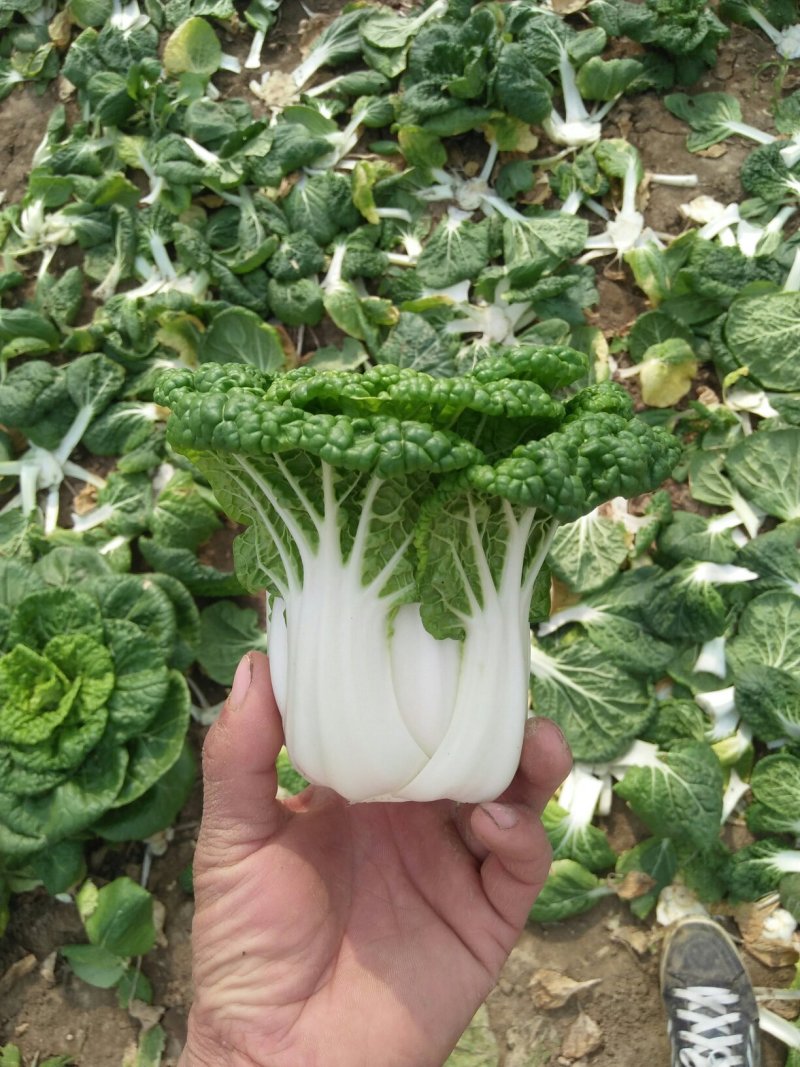 自家种植优质黄心菜，质量保证量大从优