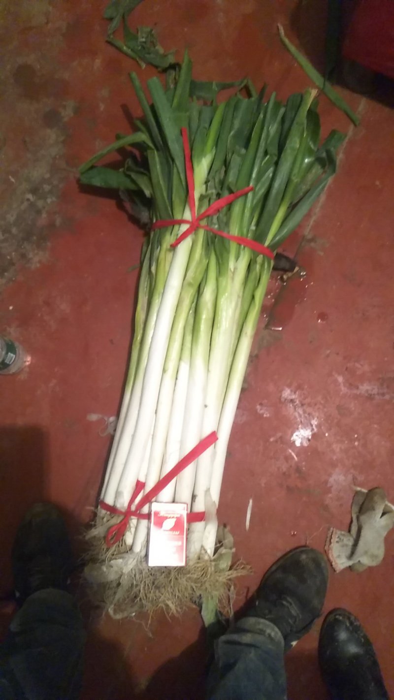 长白大葱