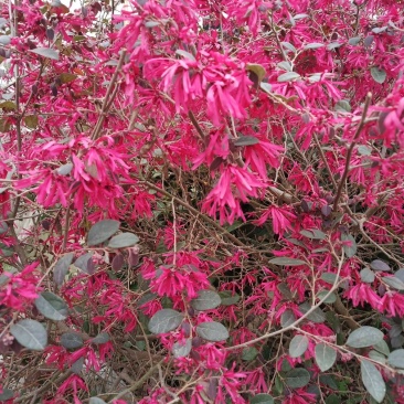 独杆红花继木球，量大，价格美丽。