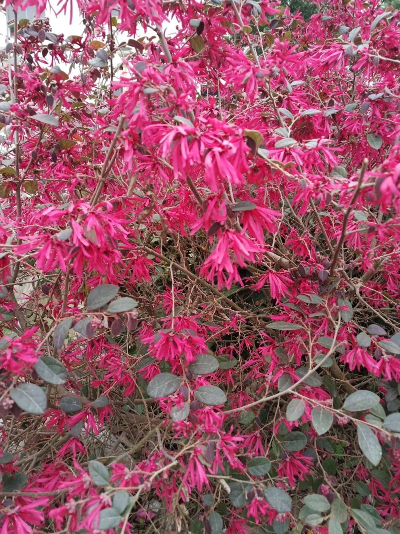 独杆红花继木球，量大，价格美丽。