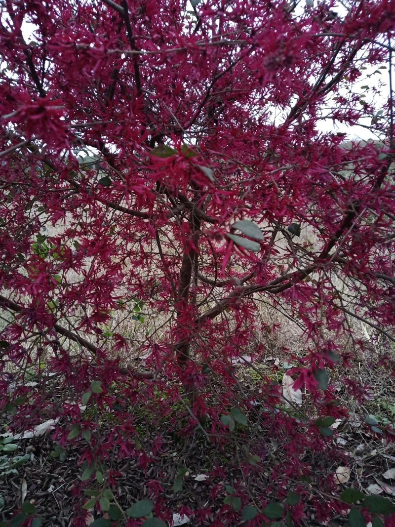 独杆红花继木球，量大，价格美丽。