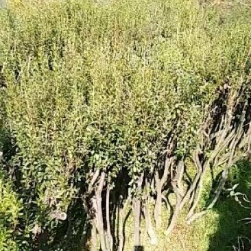 映山红树桩