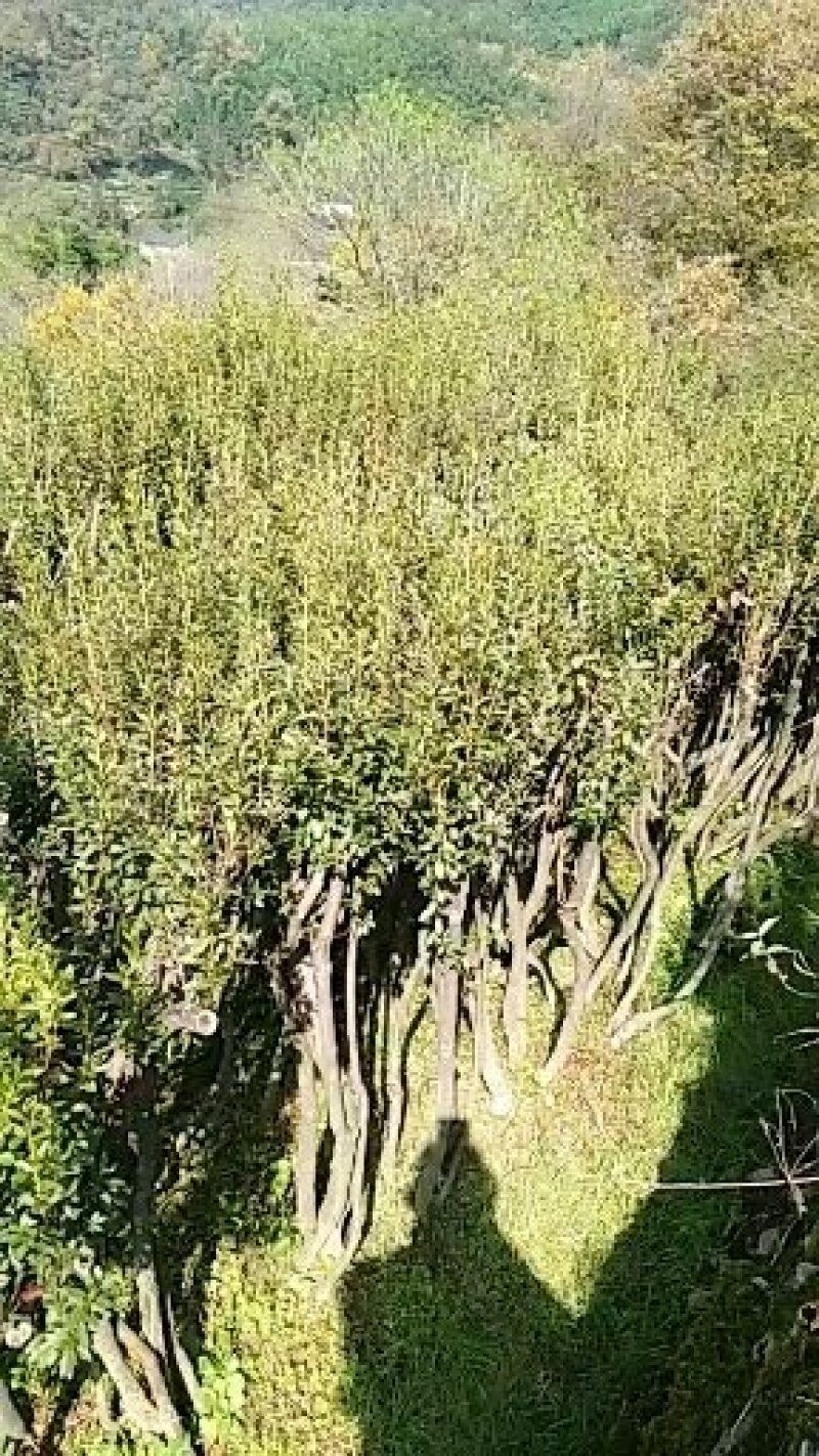 映山红树桩