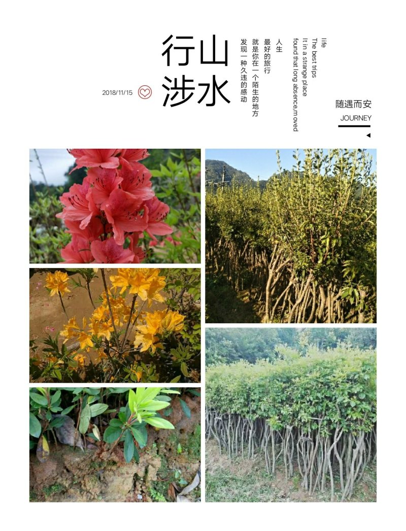 映山红树桩