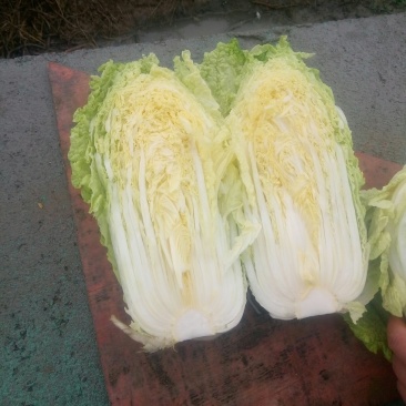 优质秋宝白菜