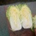 优质秋宝白菜