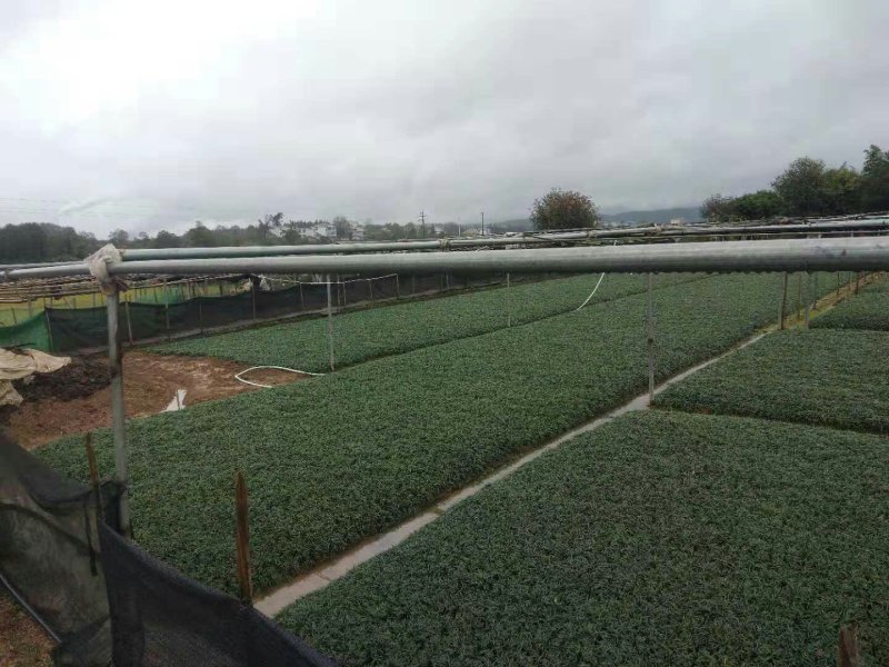 优质玉龙草