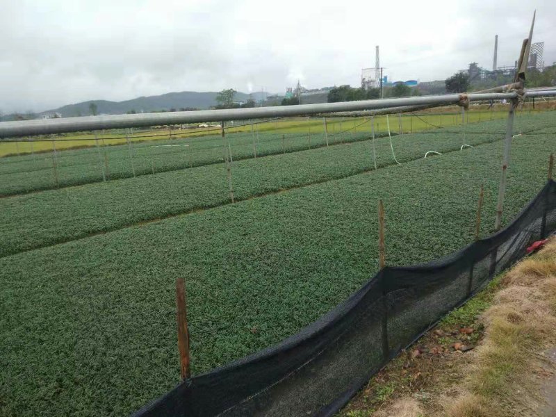 优质玉龙草
