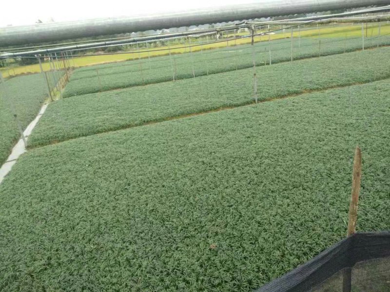 优质玉龙草