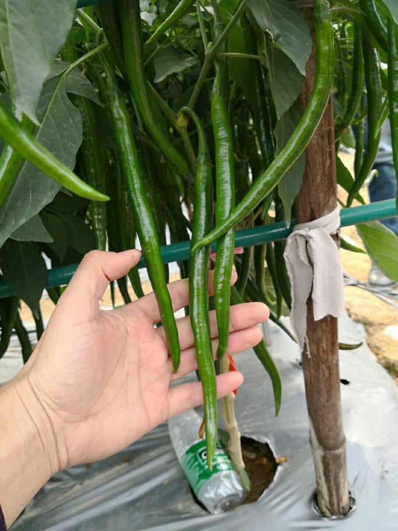 辣椒苗线椒苗，二荆条辣椒苗产量高包运费物流到家技术免费