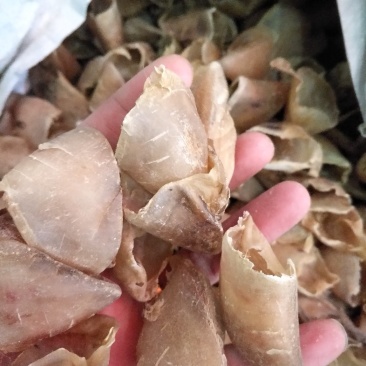 猪蹄甲正品批发各种规格中药材