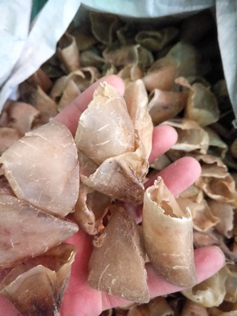 猪蹄甲正品批发各种规格中药材