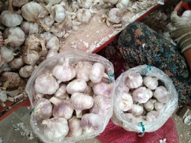 金乡6.0公分紫红皮大蒜原产地发货品质保证欢迎来电