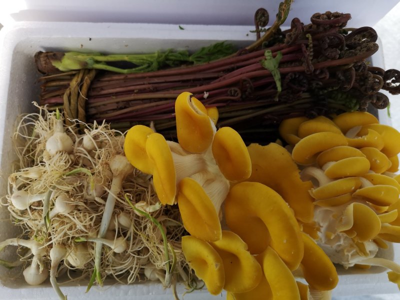山野菜礼盒