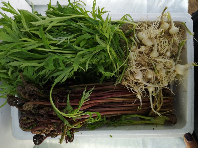 山野菜礼盒