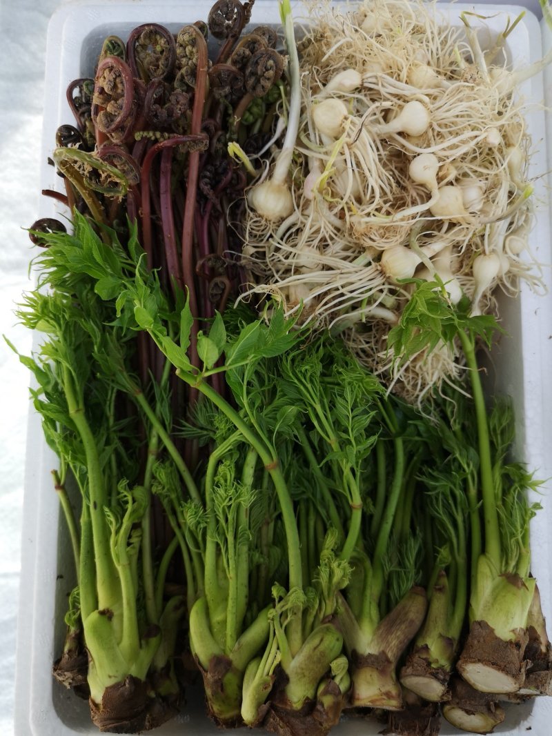 山野菜礼盒