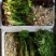 山野菜礼盒