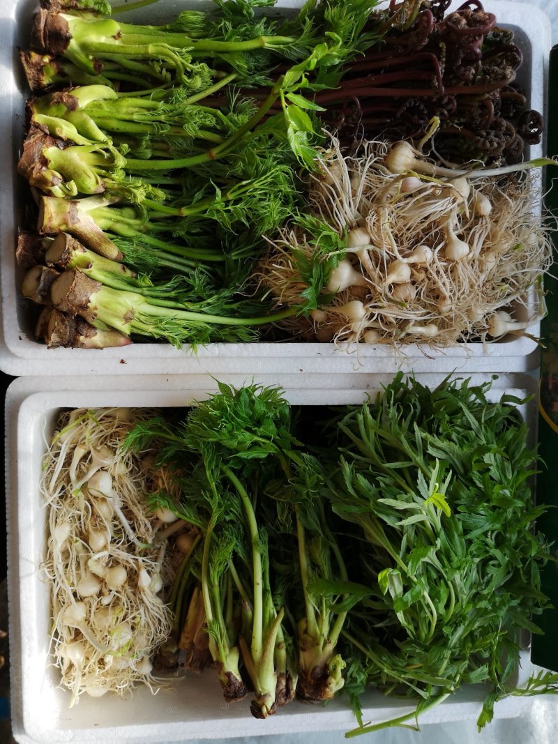 山野菜礼盒