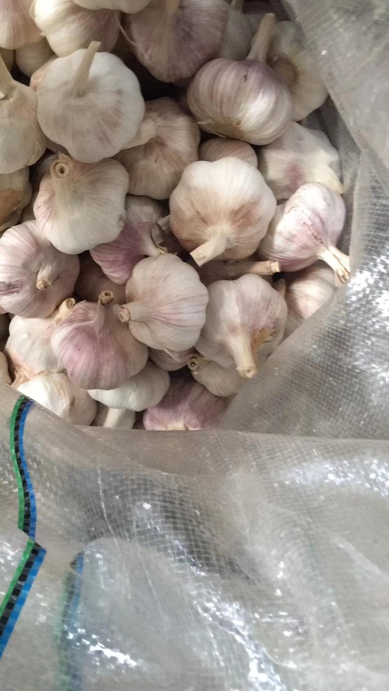 金乡6.0公分紫红皮大蒜原产地发货品质保证欢迎来电