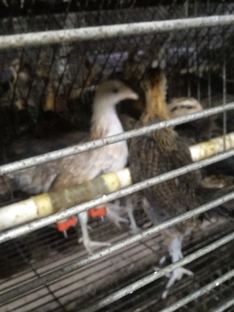华北柴鸡