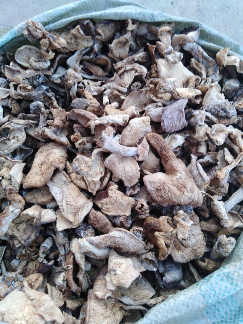 白花脸蘑菇…黄烫子蘑菇