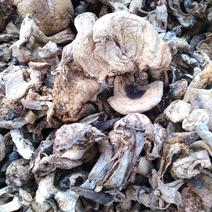 白花脸蘑菇…黄烫子蘑菇