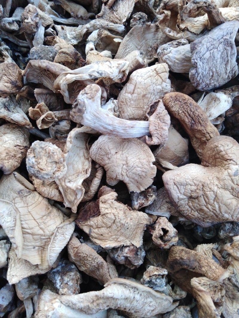 白花脸蘑菇…黄烫子蘑菇