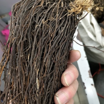 威灵仙辽宁选个水洗包含量